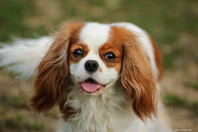 15 races de chiens marrons et blancs (avec photos !)