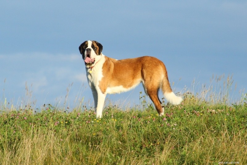 15 bruine en witte hondenrassen (met foto s!)