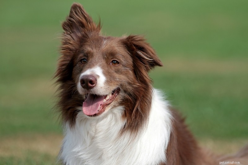 15 raças de cães marrons e brancos (com fotos!)