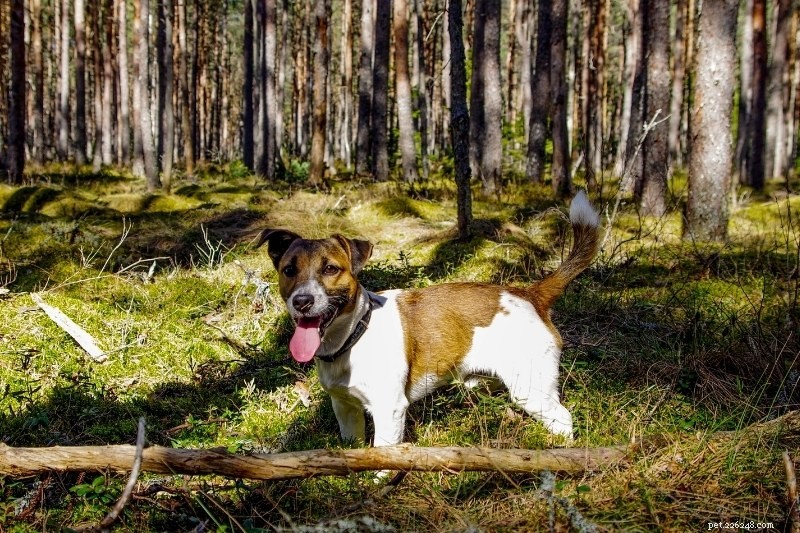 I 10 migliori cani di piccola taglia per l escursionismo