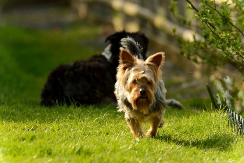 10 bästa små hundar för vandring
