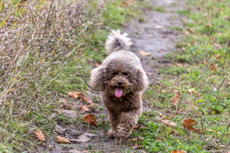 10 melhores cães pequenos para caminhadas