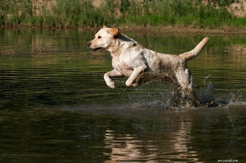 Le 15 migliori razze di cani da caccia alle anatre