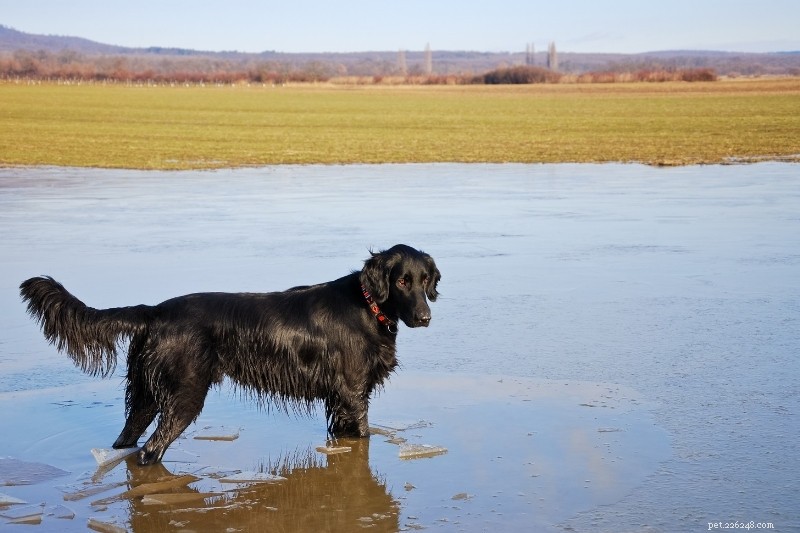 Les 15 meilleures races de chiens de chasse au canard