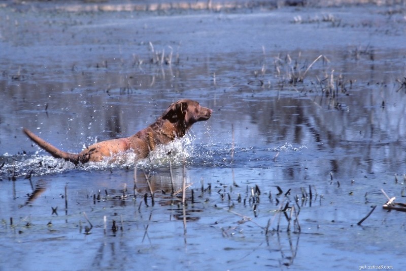 15の最高のアヒル狩猟犬の品種 