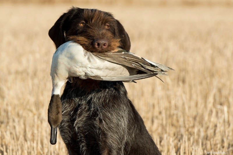As 15 melhores raças de cães de caça ao pato