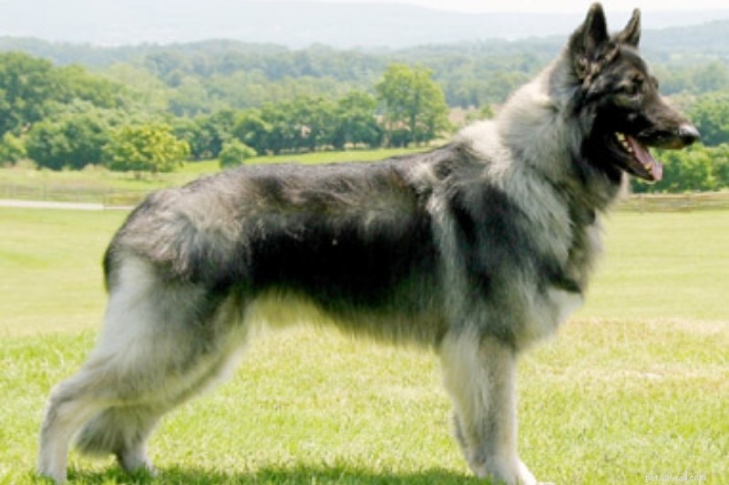 12 собак, похожих на немецких овчарок