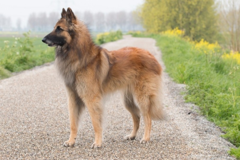 12 psů, kteří vypadají jako němečtí ovčáci