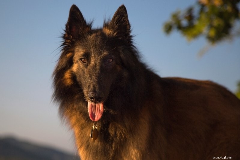 12 chiens qui ressemblent à des bergers allemands