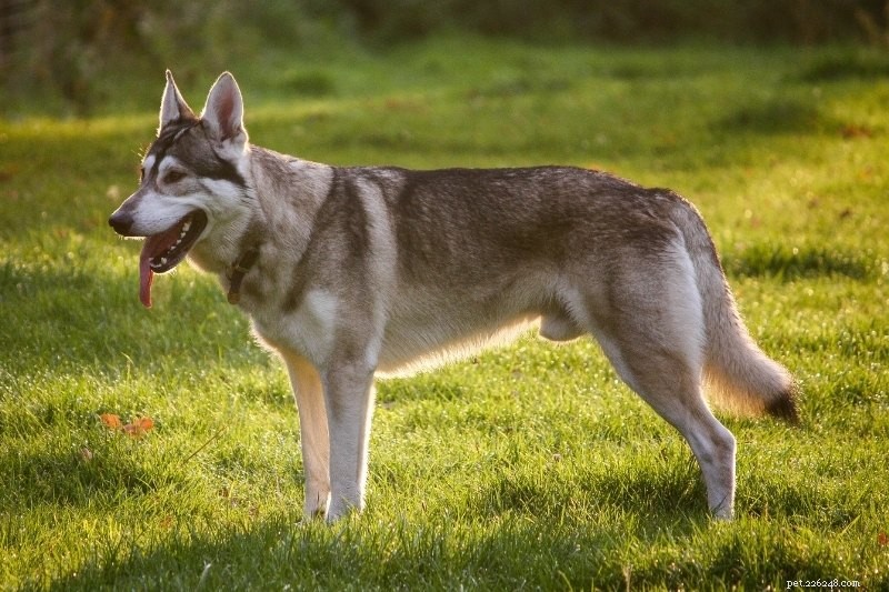 12 cani che sembrano pastori tedeschi