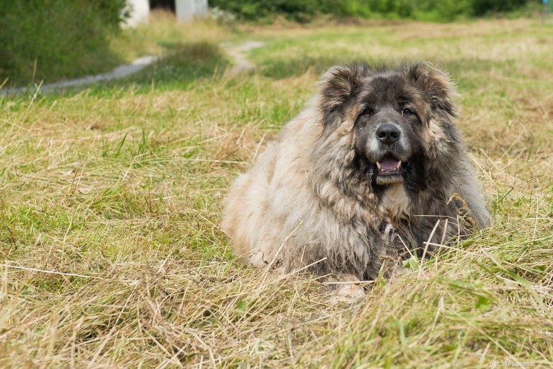 12 cães que parecem pastores alemães
