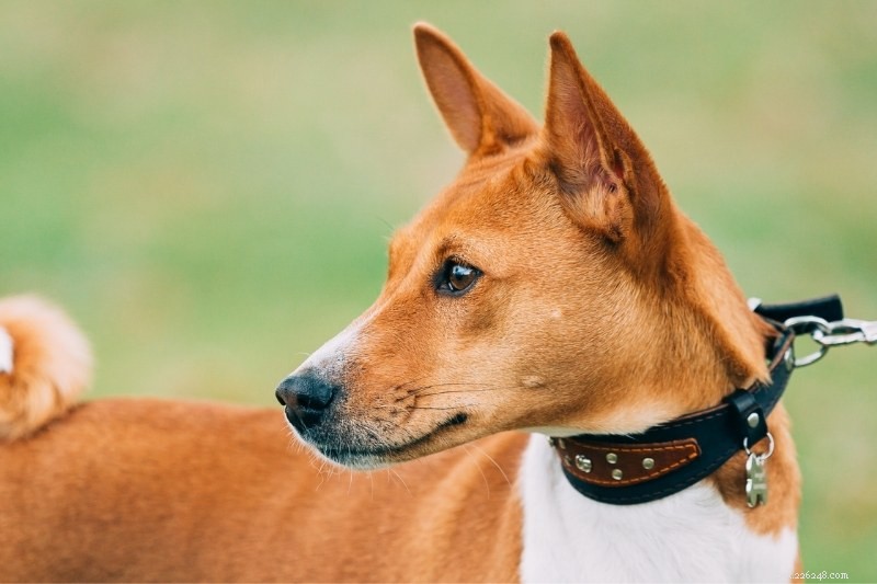 6 incroyables races de chiens égyptiens
