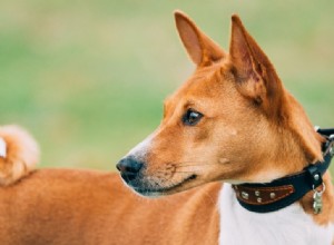 6 невероятных египетских пород собак