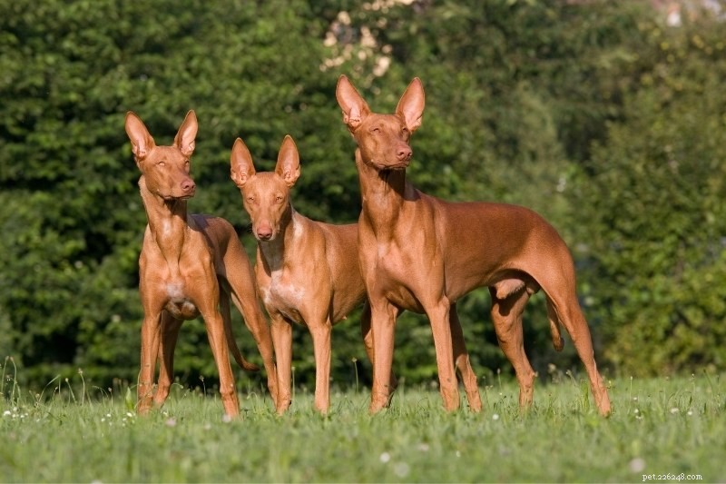 6 incríveis raças de cães egípcios