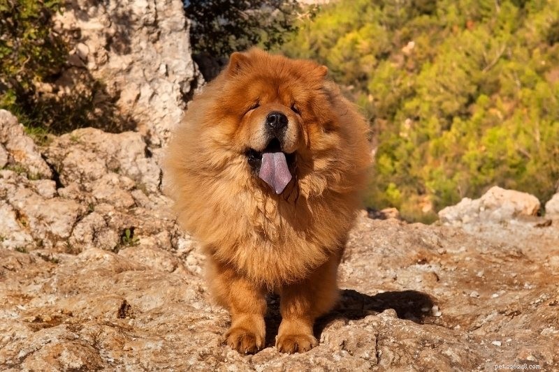 10 hundar som ser ut som ett lejon