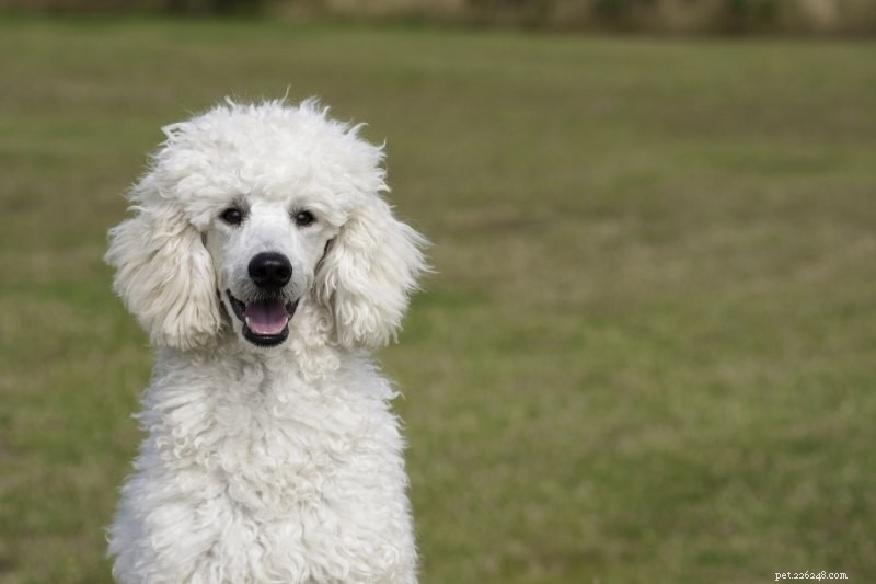 15 самых умных и умных пород собак (с фотографиями!)
