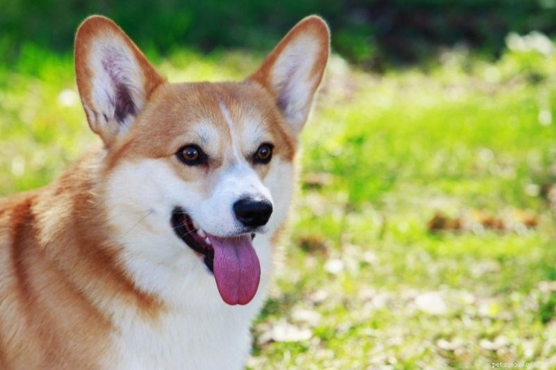 As 15 raças de cães mais inteligentes e inteligentes (com fotos!)
