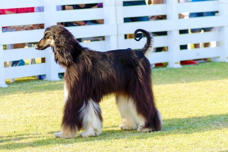 15 smala långa hundraser