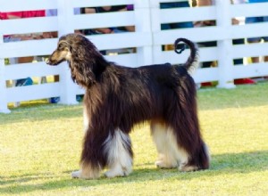 15 races de grands chiens maigres
