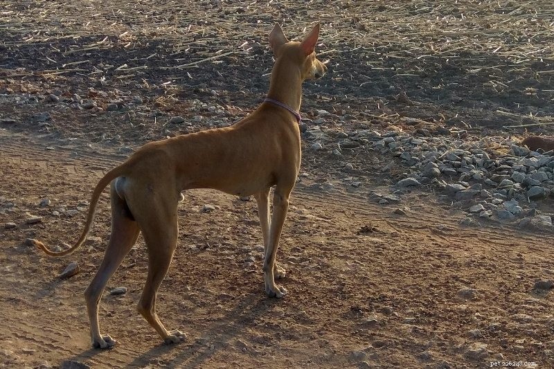 15の細い背の高い犬の品種 