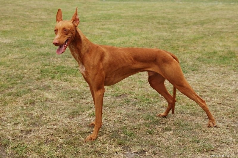 15 smala långa hundraser