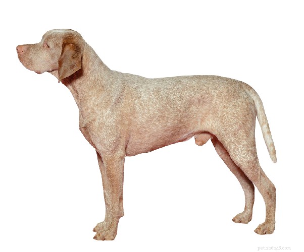15の細い背の高い犬の品種 