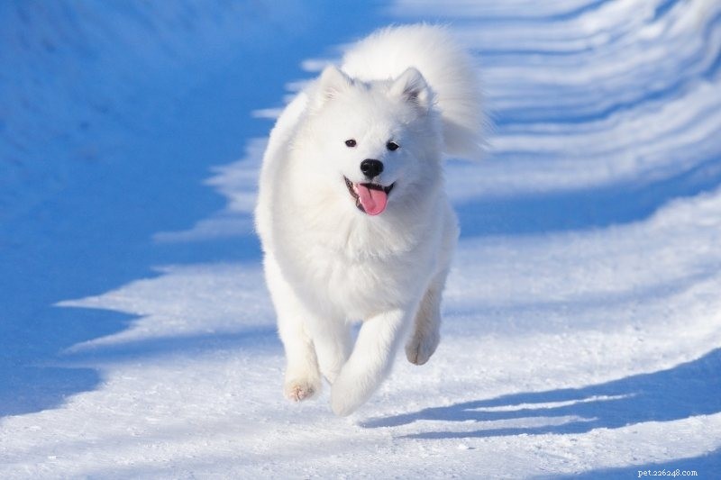 10 cães lupinos que parecem Huskies