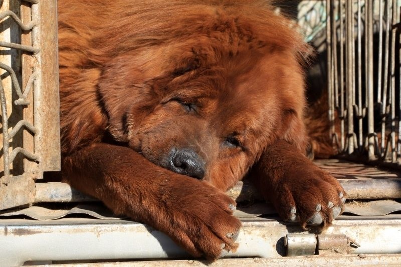 世界で最も古い16の犬種 