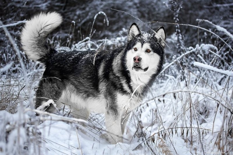 16 nejstarších psích plemen na světě