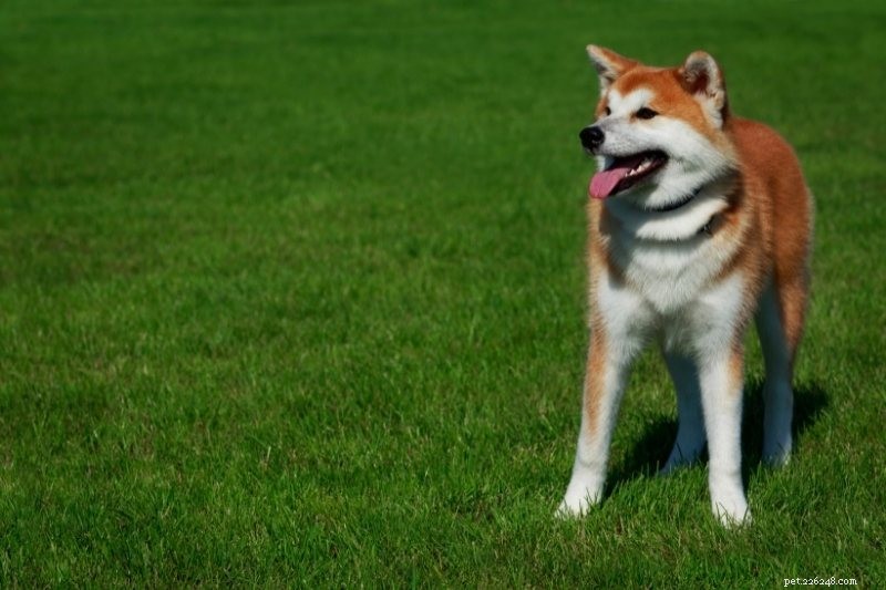 16 raças de cães mais antigas do mundo