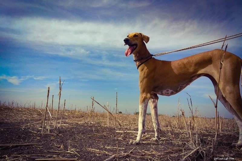 Le 15 migliori razze canine asiatiche che devi conoscere