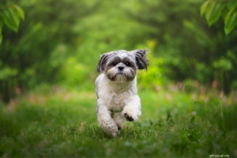 Top 15 asiatiska hundraser du behöver veta om