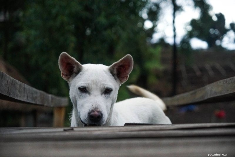 15 лучших азиатских пород собак, о которых вам нужно знать
