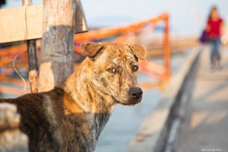 Le top 15 des races de chiens asiatiques à connaître