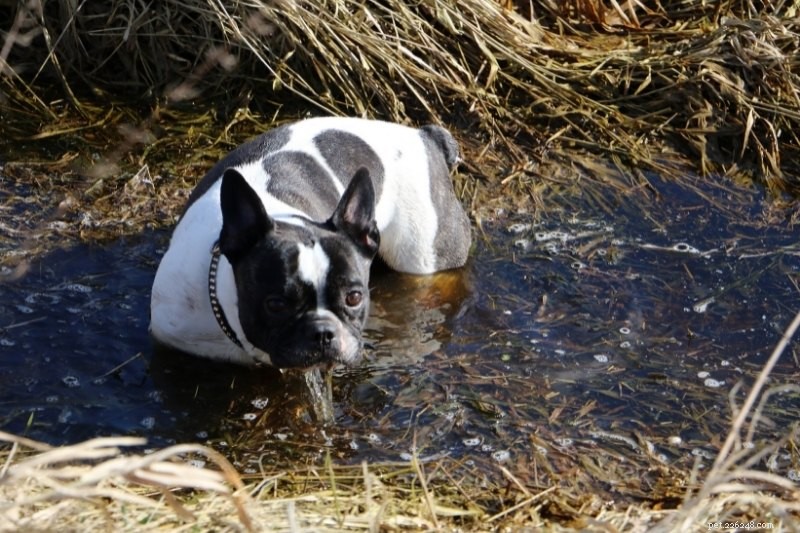 Kan franska bulldoggar simma?