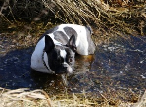 I Bulldog francesi sanno nuotare?