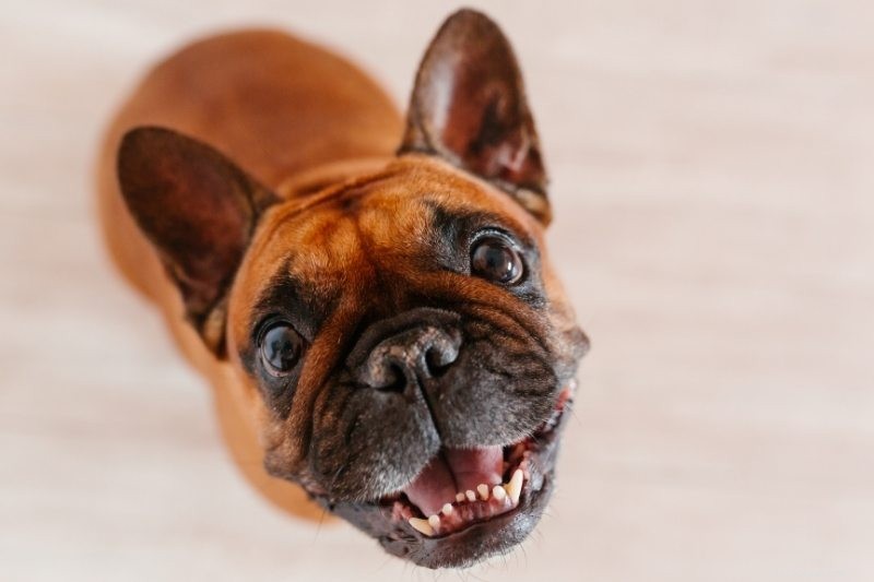 10 races de chiens qui peuvent être laissées seules