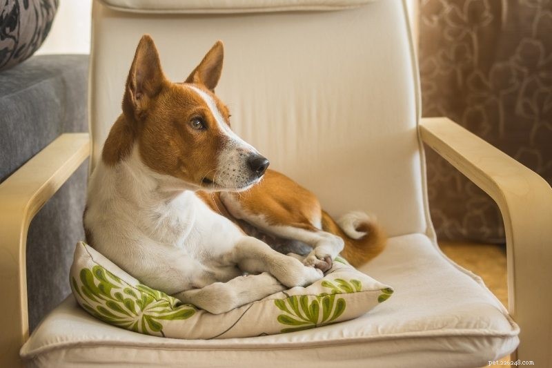 10 races de chiens qui peuvent être laissées seules