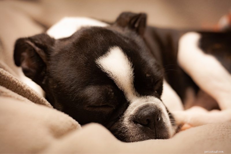 10 raças de cães que podem ser deixadas em paz
