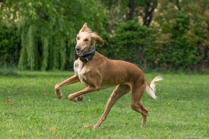 15 snelste hondenrassen