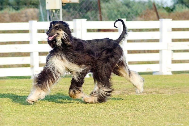 15 races de chiens les plus rapides