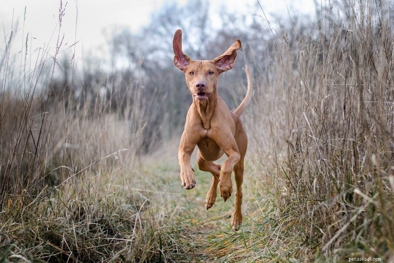15 raças de cães mais rápidas