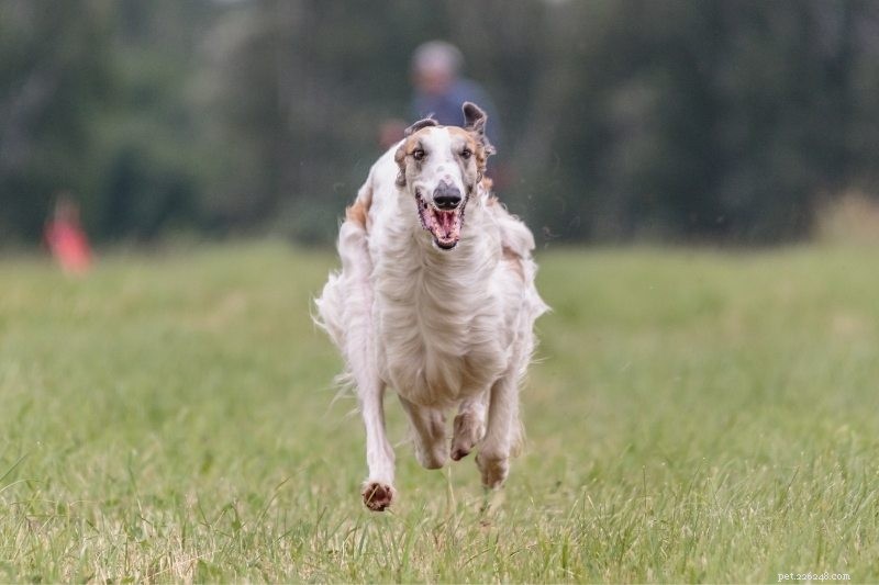 15 snabbaste hundraser