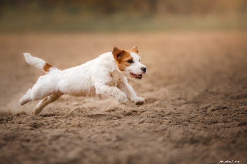15 snabbaste hundraser