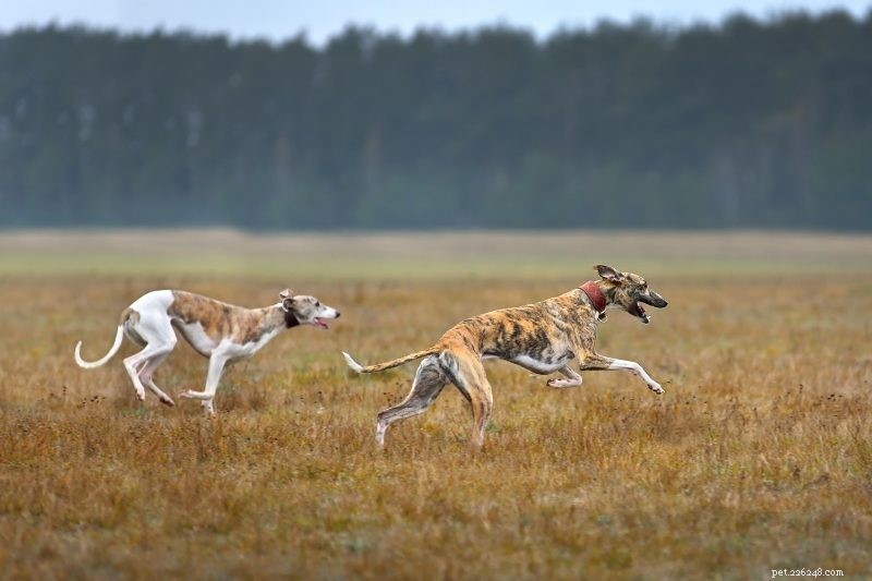 15 snelste hondenrassen