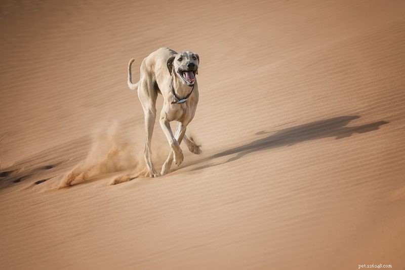 15 races de chiens les plus rapides