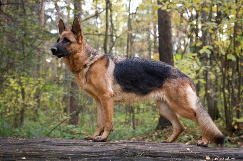 10 melhores raças de cães de guarda