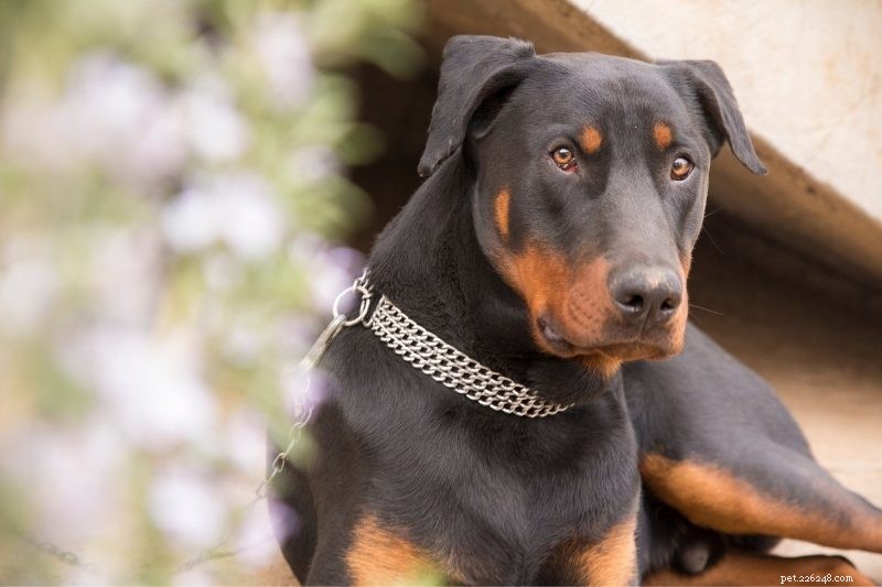 10 melhores raças de cães de guarda