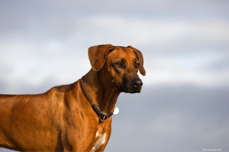 10 bästa raserna av vakthundar