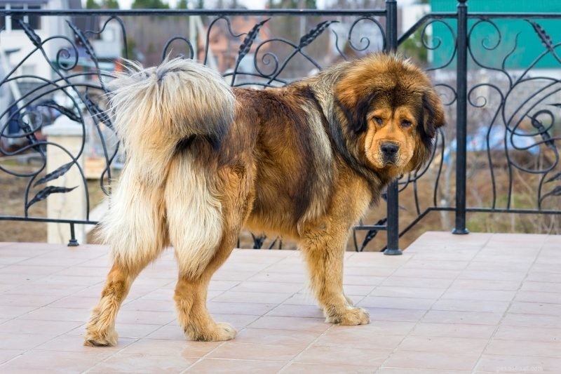 10 meilleures races de chiens de garde